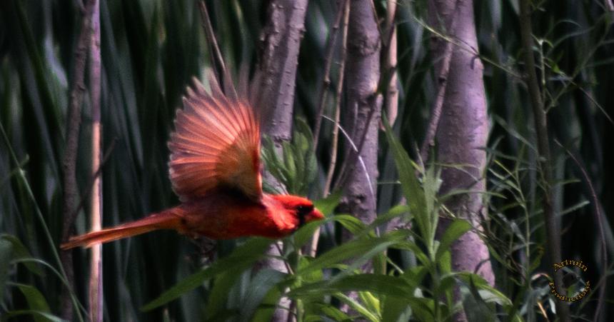 flying-cardinal-jpeg