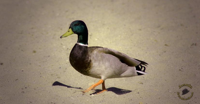 mallard-duck-wlalking-on-beach-jpeg